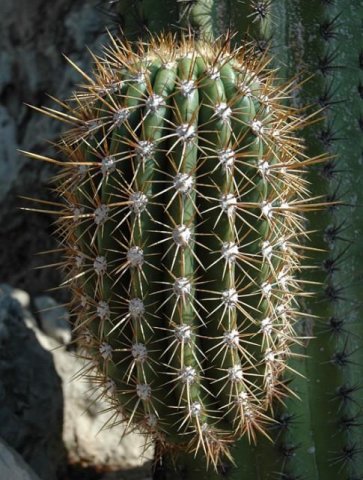 Trichocereus_pasacana_1